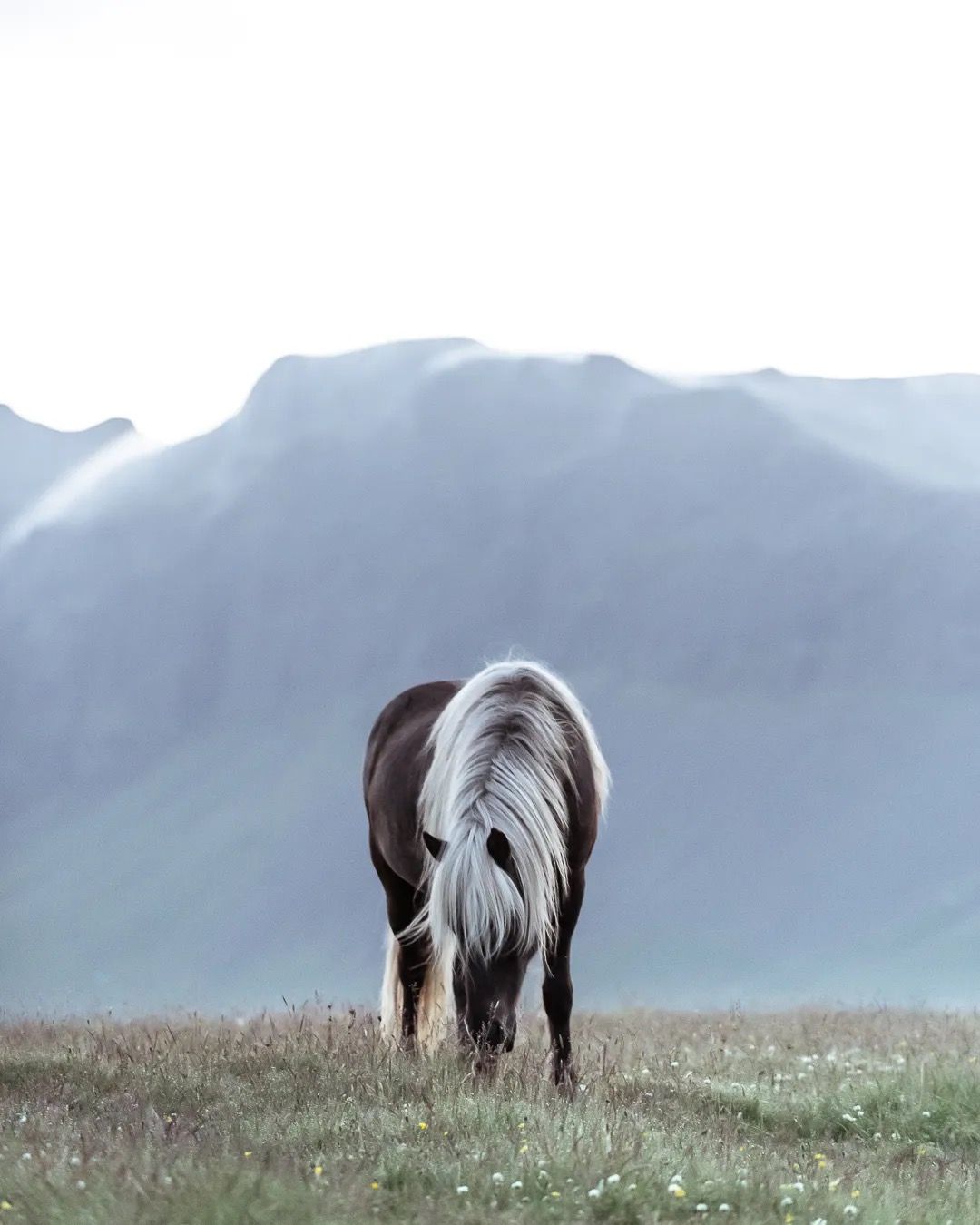 Icelandic Grey horse grazing in a field with soft blue mountains in the background.