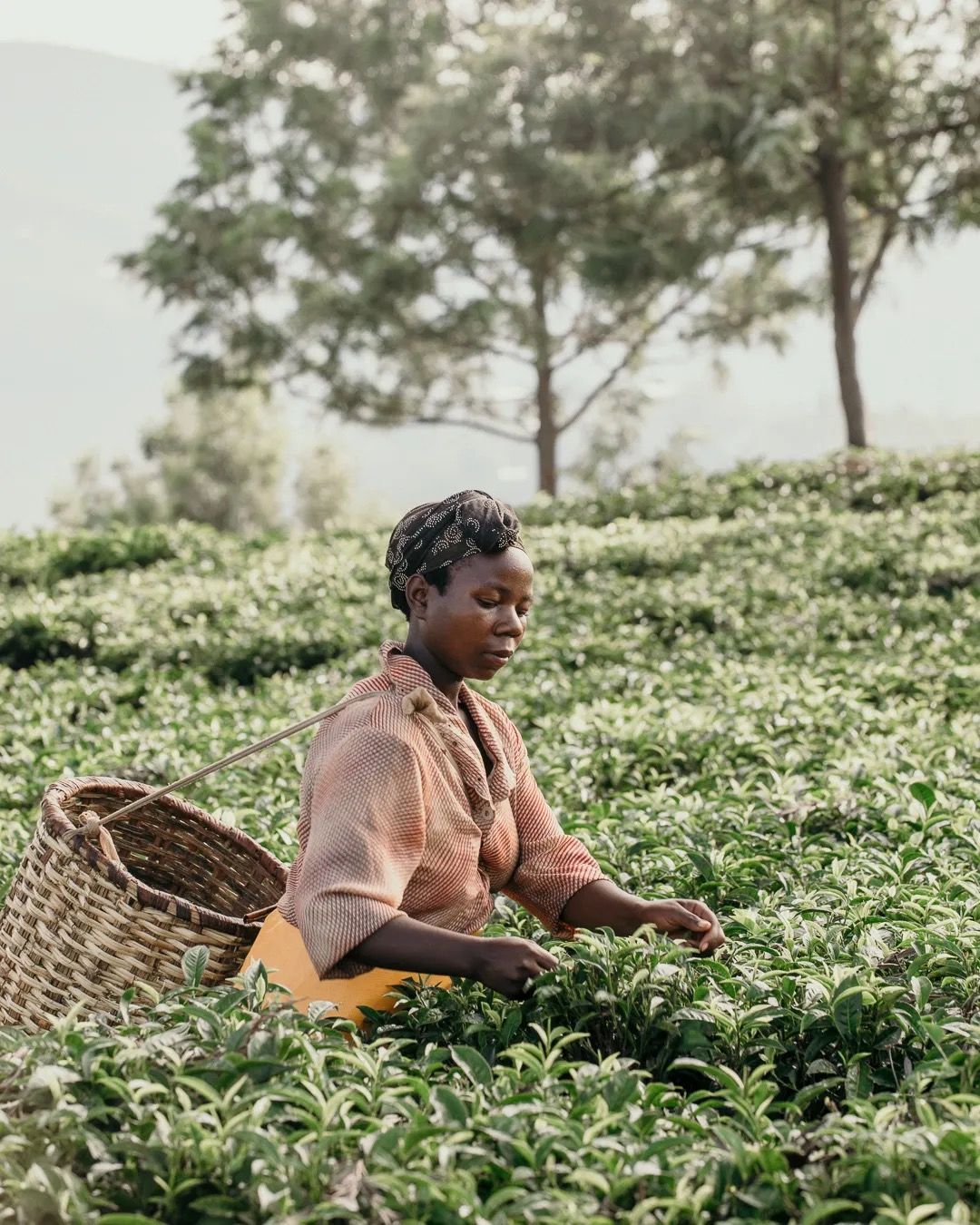 Tea worker harvesting fresh leaves in green plantations, highlighting sustainable farming, handpicking and rural livelihoods.