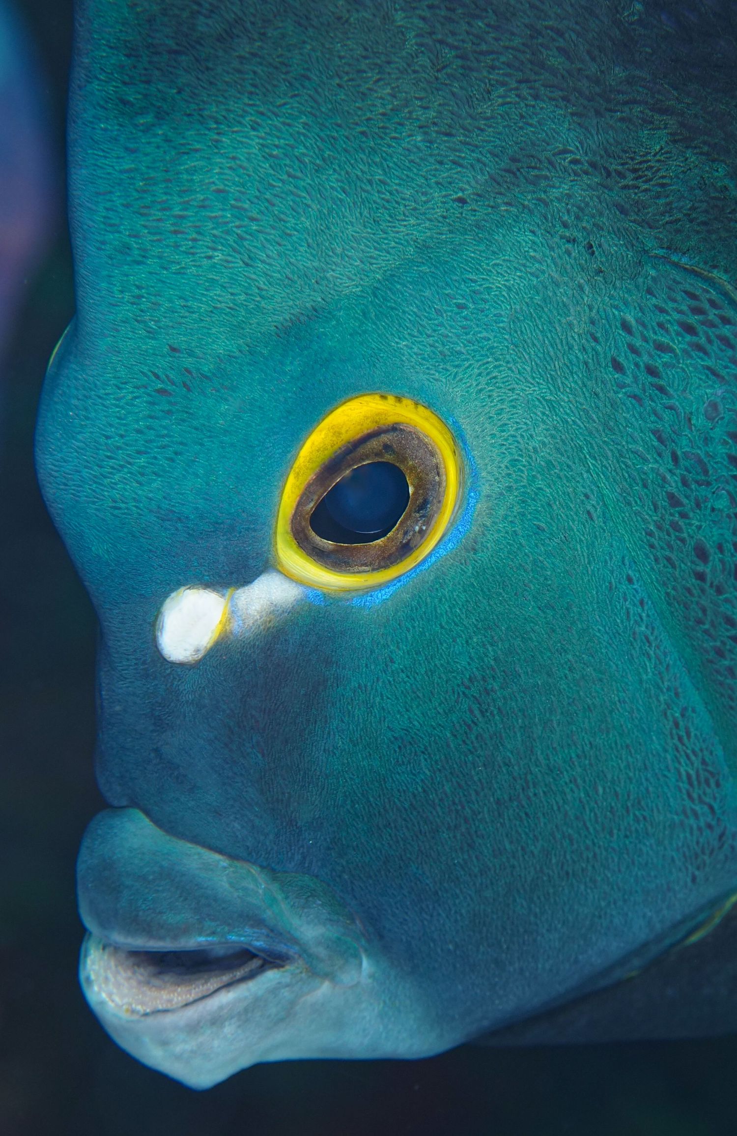 Close-up of a Napoleon wrasse fish's face showing its distinctive yellow ring marking in blue waters.