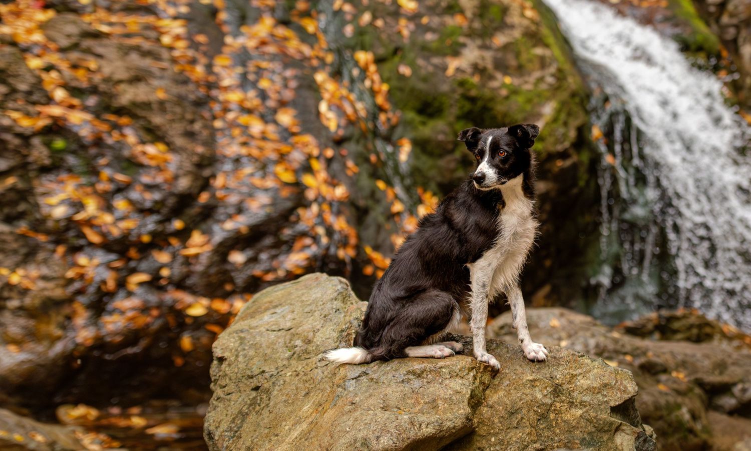 Beautiful pet portrait near waterfall