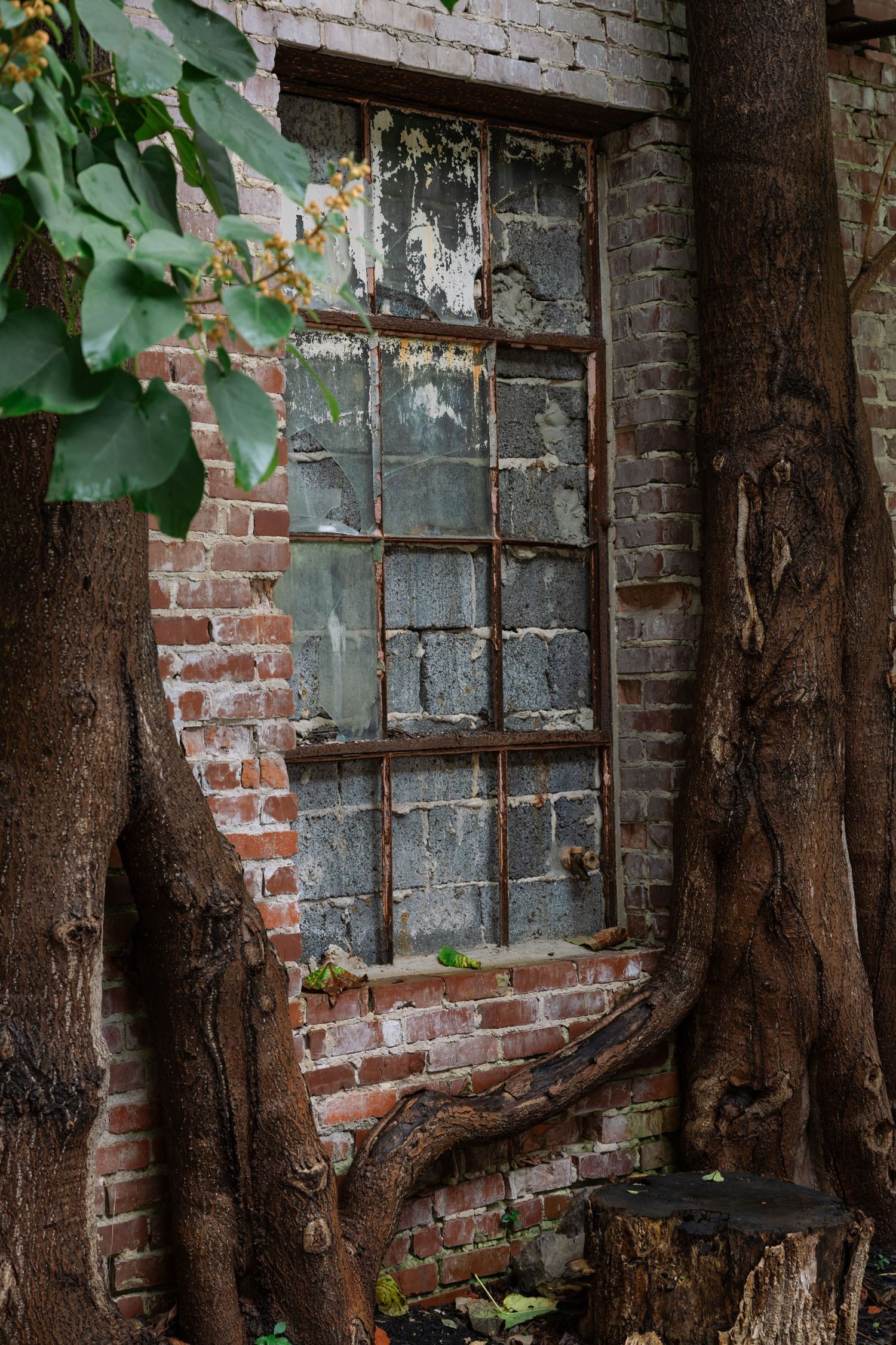 Weathered brick wall with old windows framed by gnarled tree trunks and green foliage in natural lighting.