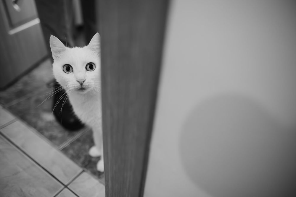 A curious white cat peeks around a corner, with its bright eyes and nose visible in a black and white photograph.