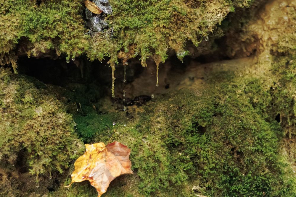 Lush green moss covering rocks with a fallen autumn leaf and small cave opening in a forest setting.