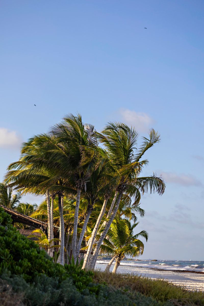 Palm trees swaying in the ocean breeze along a sunny tropical beach with blue skies and gentle waves.