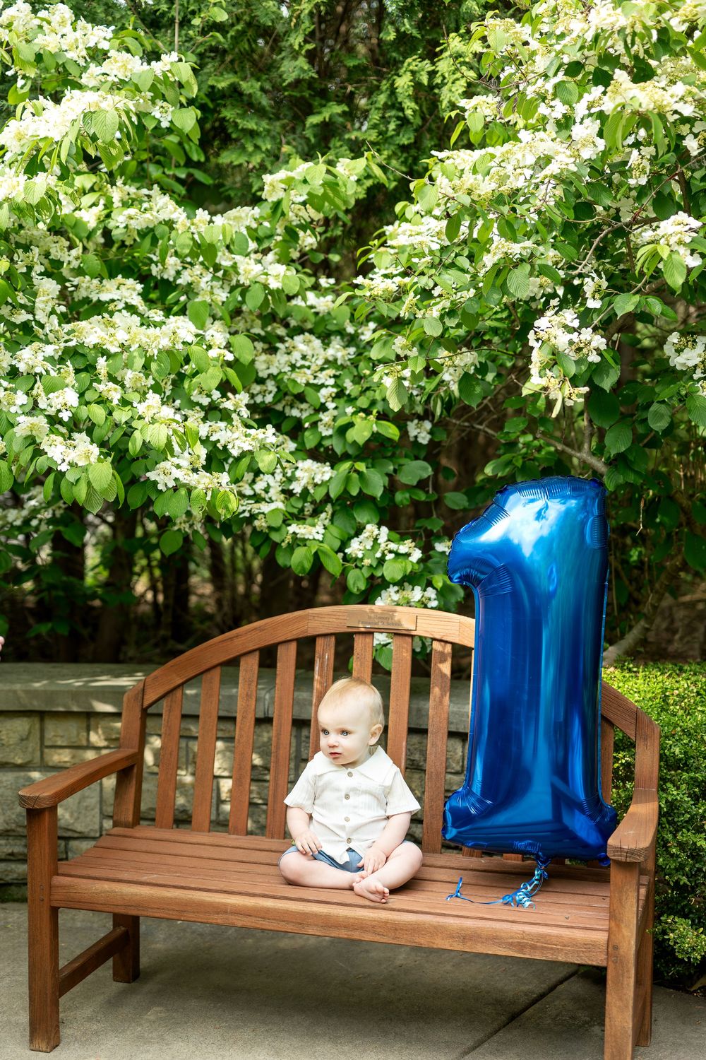 One year old baby boy on wooden bench with blue number 1 balloon in garden.