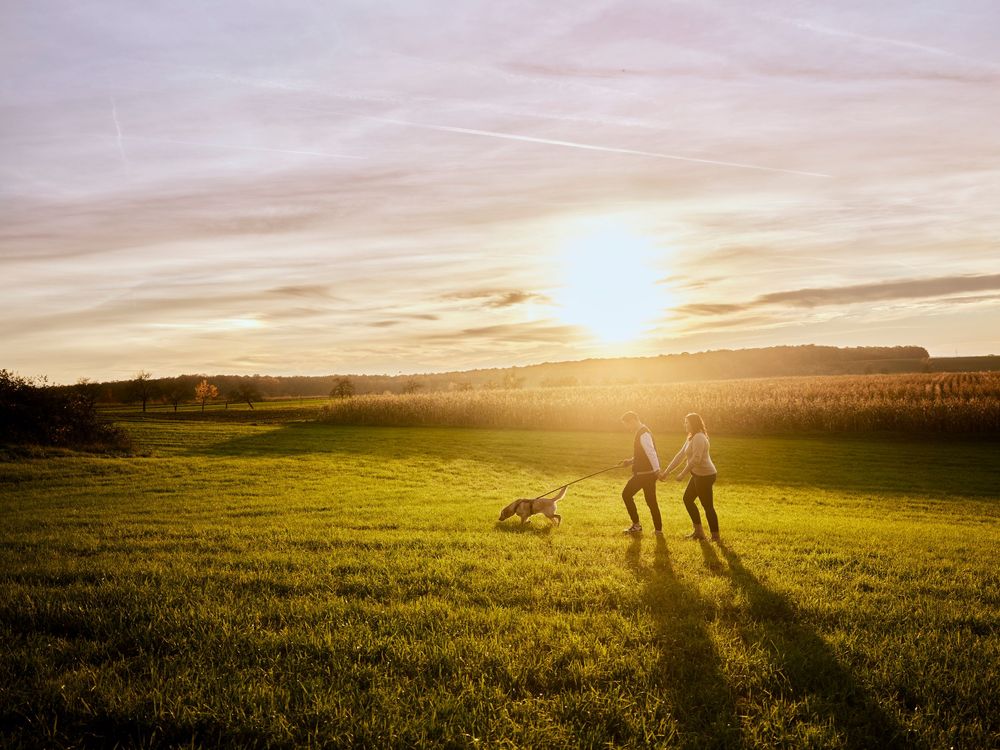 A panoramic series of sunset photos showing silhouettes of people and dogs walking across a grassy meadow at dusk.