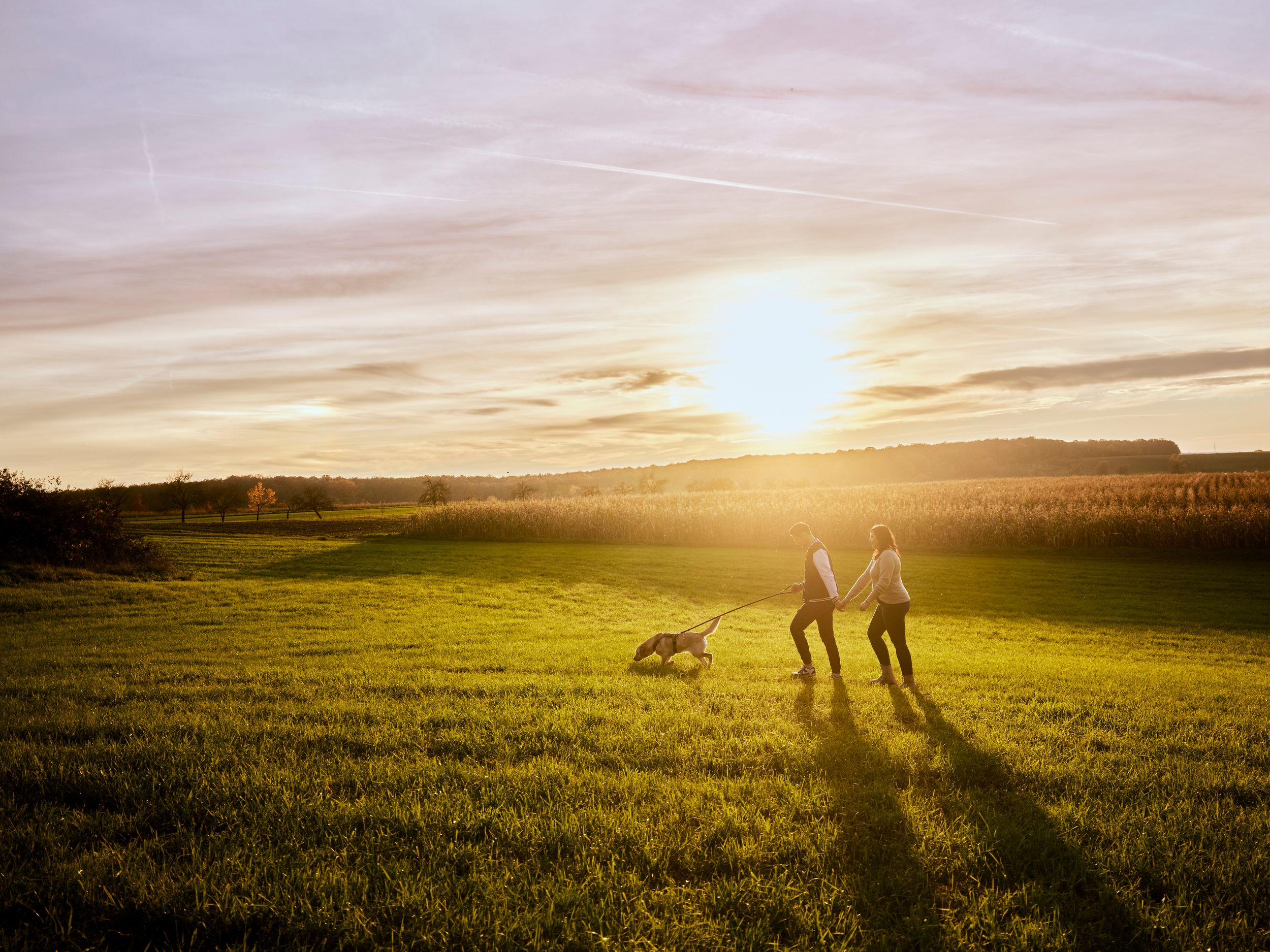 A panoramic series of sunset photos showing silhouettes of people and dogs walking across a grassy meadow at dusk.