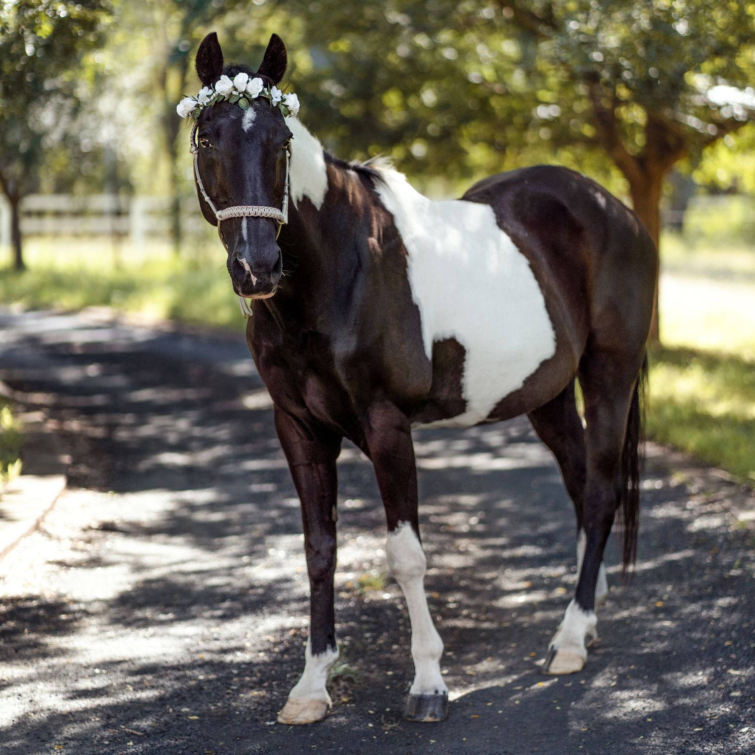 A sequence of images showing a black and white pinto horse walking on a dirt path through a sunlit wooded area.