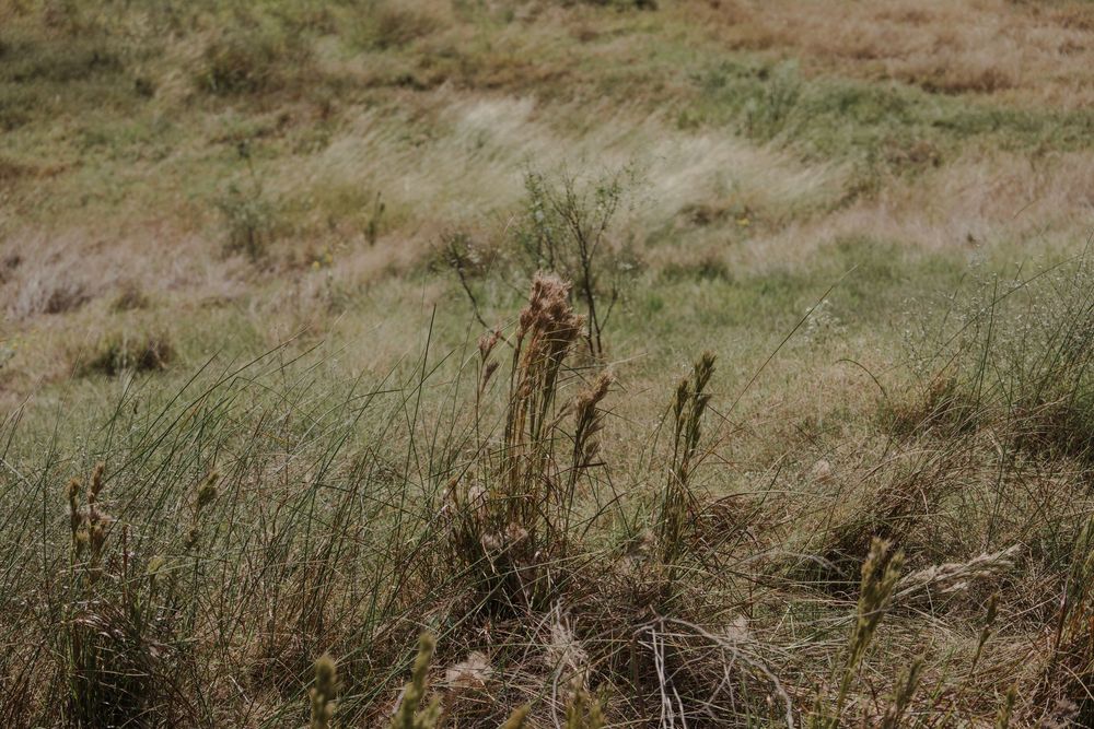 Panoramic view of natural grassland landscape with rolling hills.