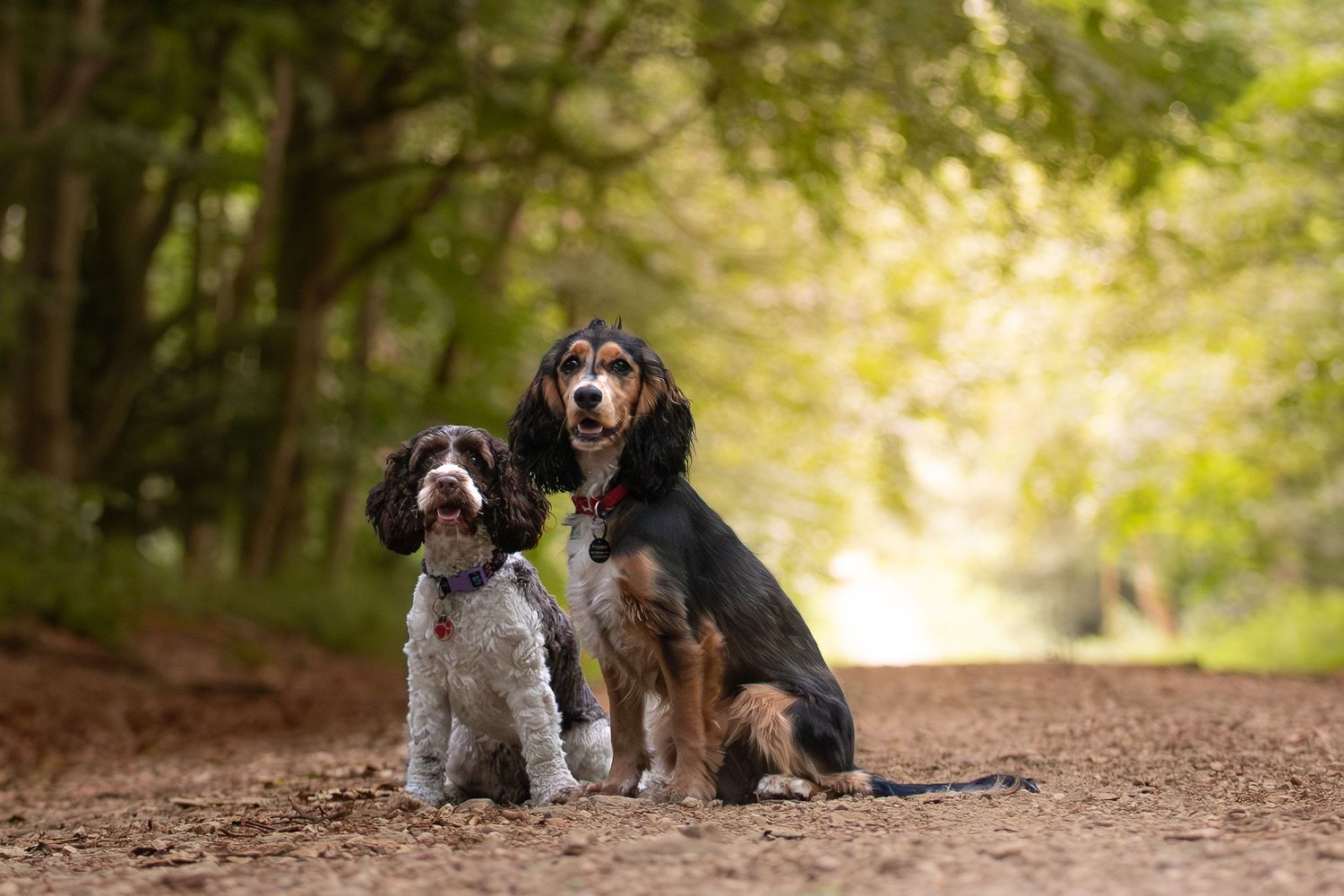 Two dogs sitting together on a forest path with golden bokeh lighting in the background.