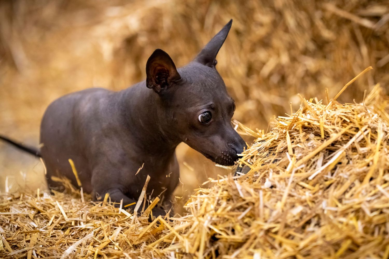 Black piglet lying in golden straw with warm lighting creating a cozy farm scene.