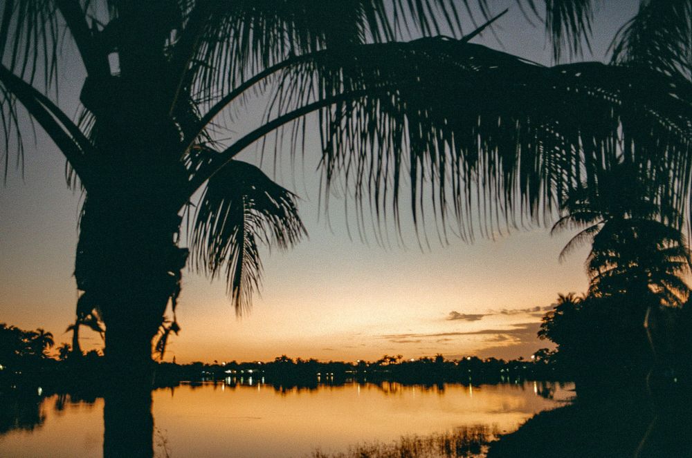 Silhouetted palm trees frame a golden sunset over a tranquil lake.