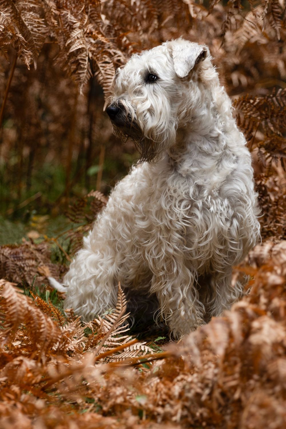 Hundefotografering Aurskog. Irish soft coated wheaten terrier.