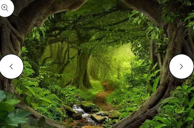 Enchanted forest path with green foliage and sunlight streaming through ancient twisted trees.
