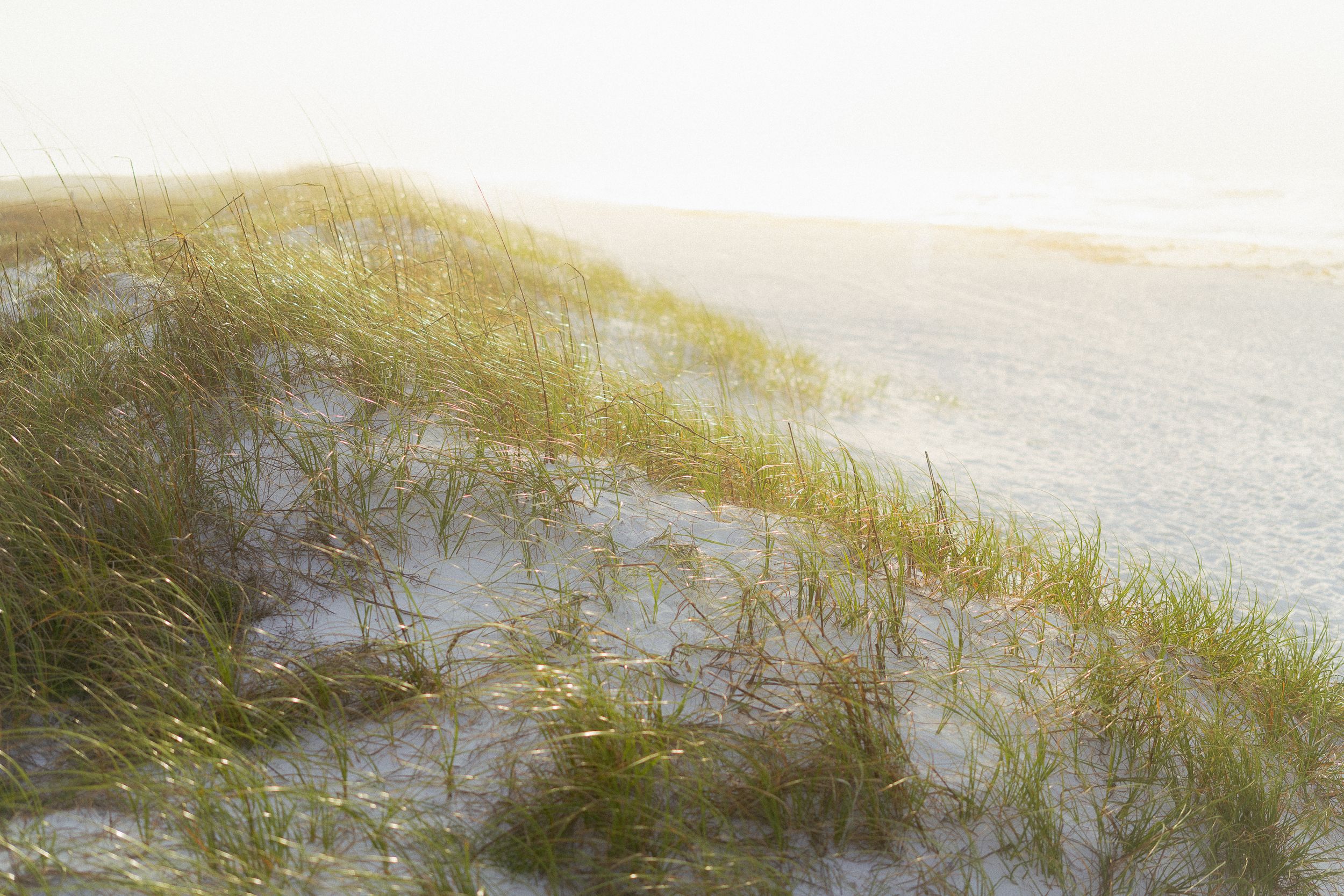 Golden beach grass sways on sandy dunes against a misty ocean horizon at sunset.
