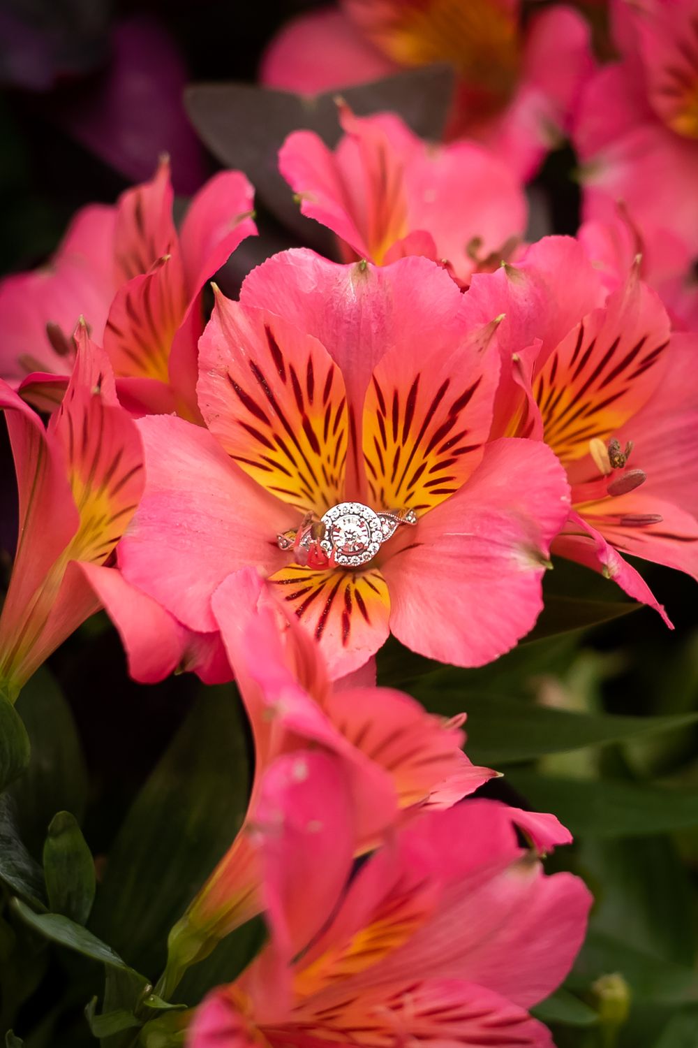 A detail photo of a diamond engagement ring nestled in the center of a bright pink flower.