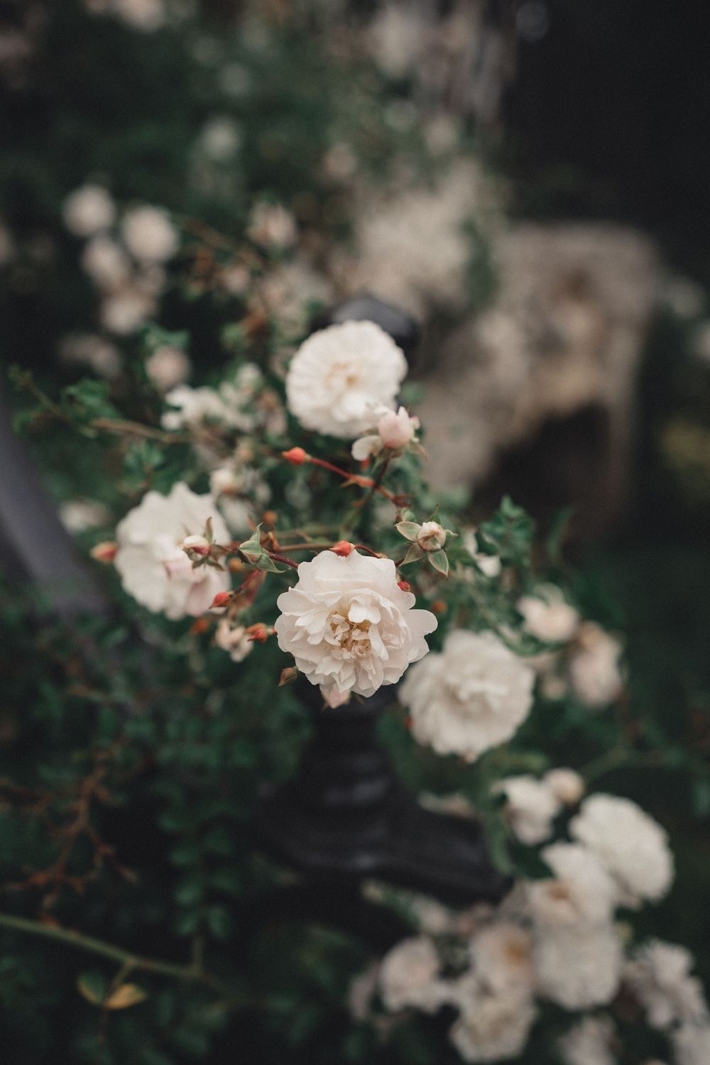Delicate white roses blooming on a bush with dark green foliage in a moody garden setting.