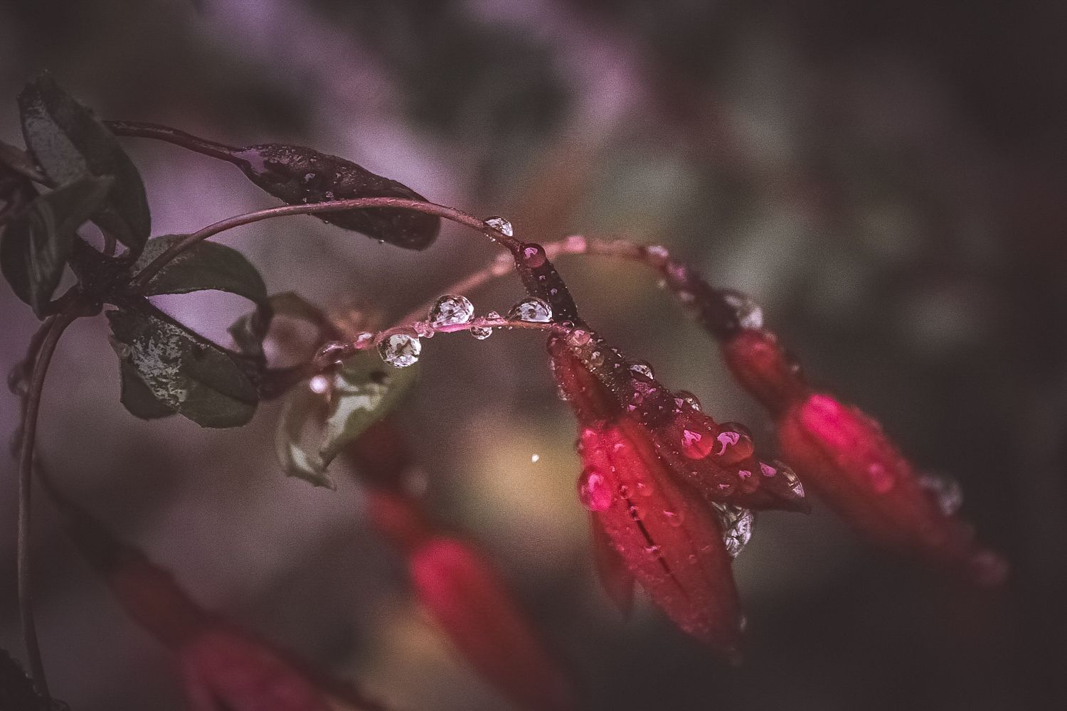 Gouttes de pluie sur fleur, douceur et ambiance humide, photographie macro nature