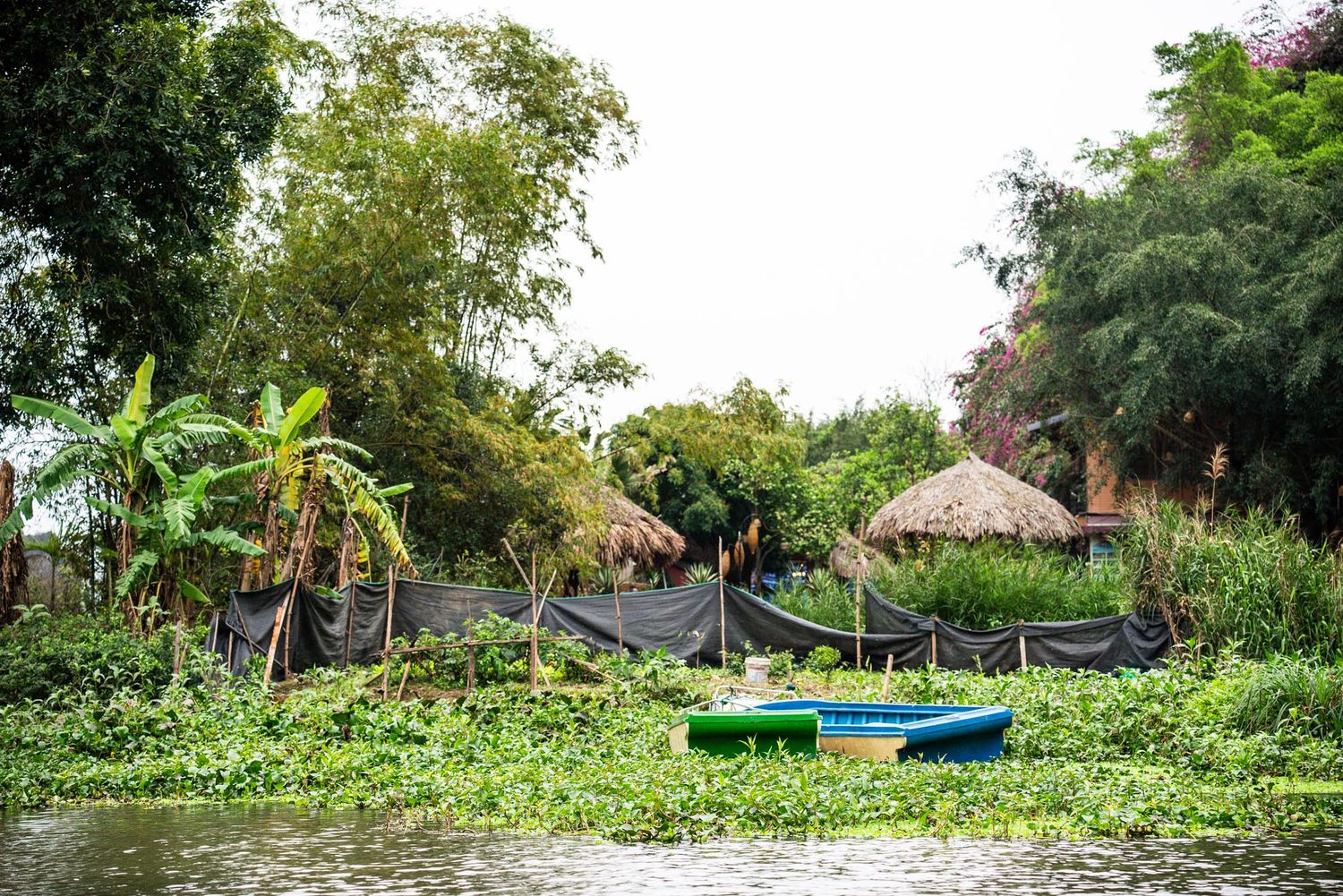 Lush tropical garden landscape with palm trees and dense foliage surrounds a winding pathway.