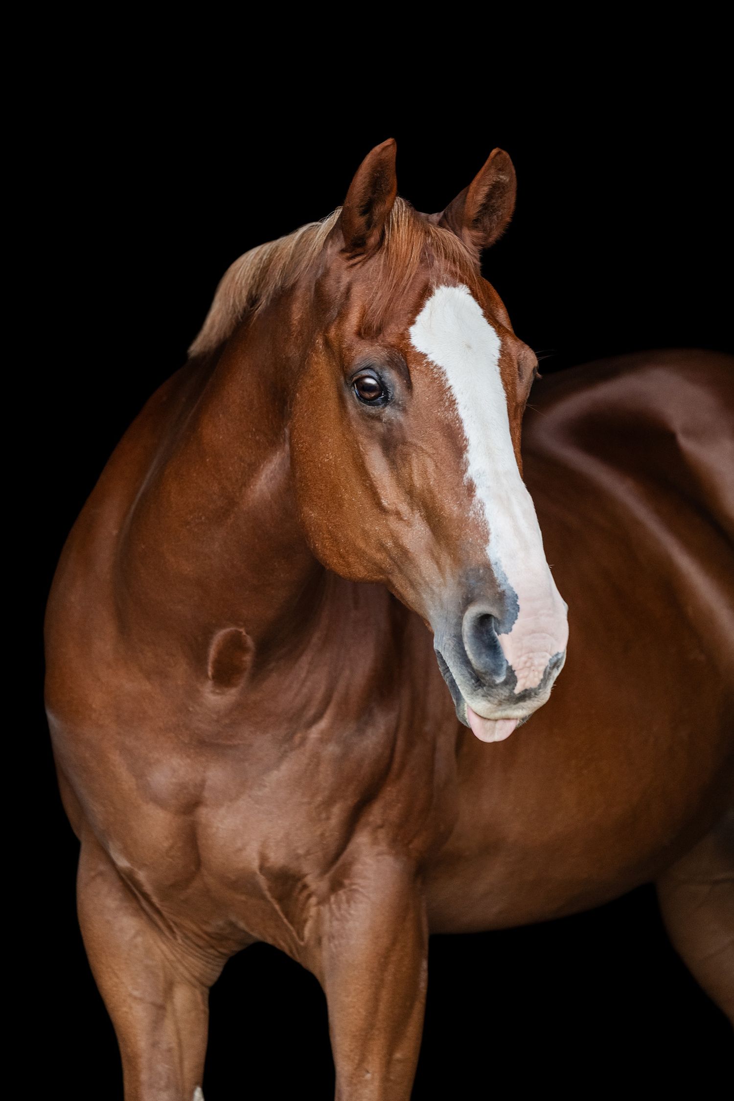 Chestnut horse sticking his tongue out, black background portrait.