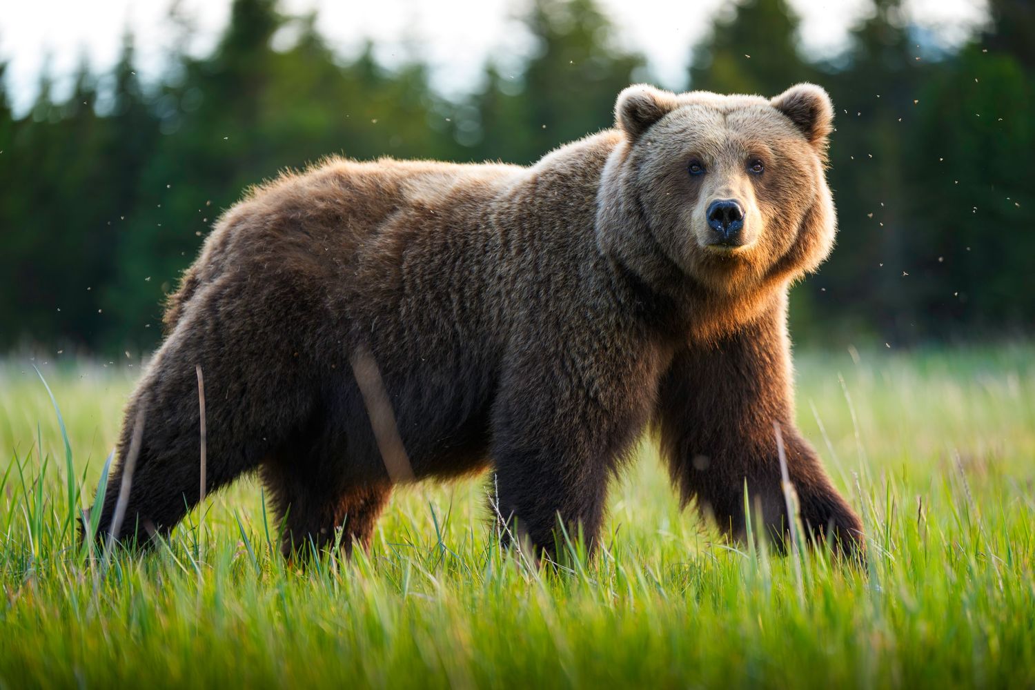 A large brown grizzly bear stands alert in tall green grass with evergreen forest in the background.