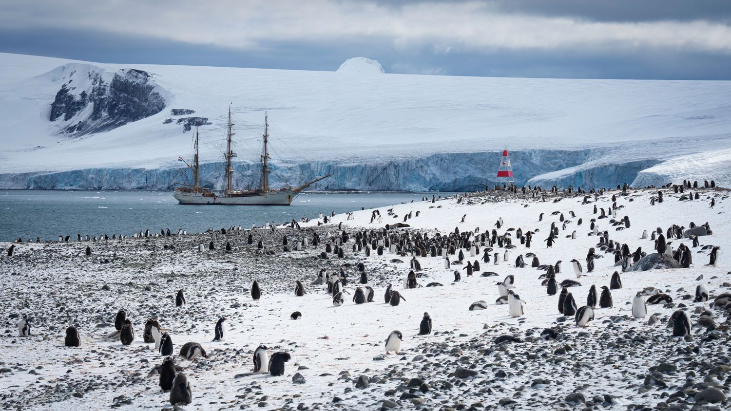 A tall ship sails past a snowy Antarctic landscape filled with a large colony of penguins on the rocky shore.