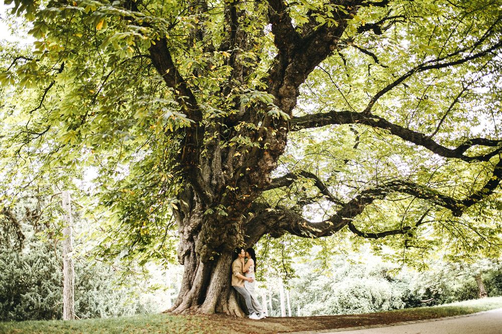 Lush green canopy of trees creates natural archway in park setting.