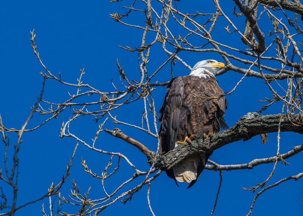 A bald eagle perched on bare tree branches against a vivid clear blue sky. Grant Beach Park Branson, Missouri