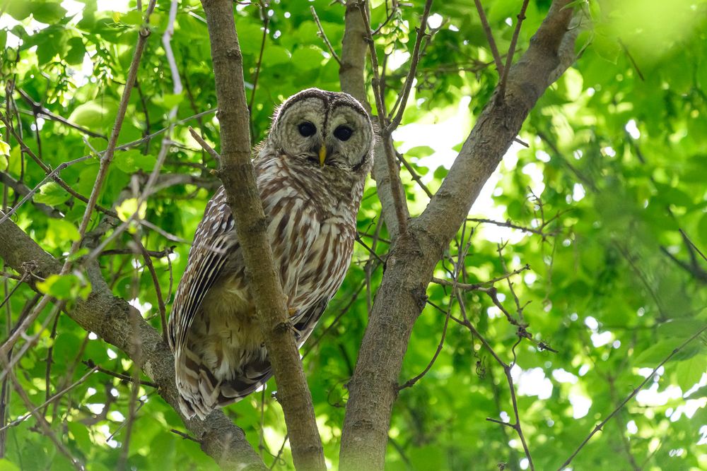 A barred owl perches camouflaged among lush green summer tree branches with striking dark eyes.