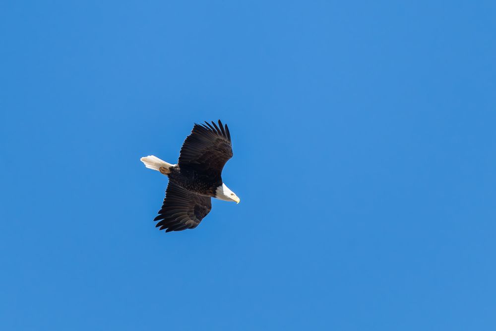 A bald eagle soars gracefully against a clear blue sky with wings fully spread.