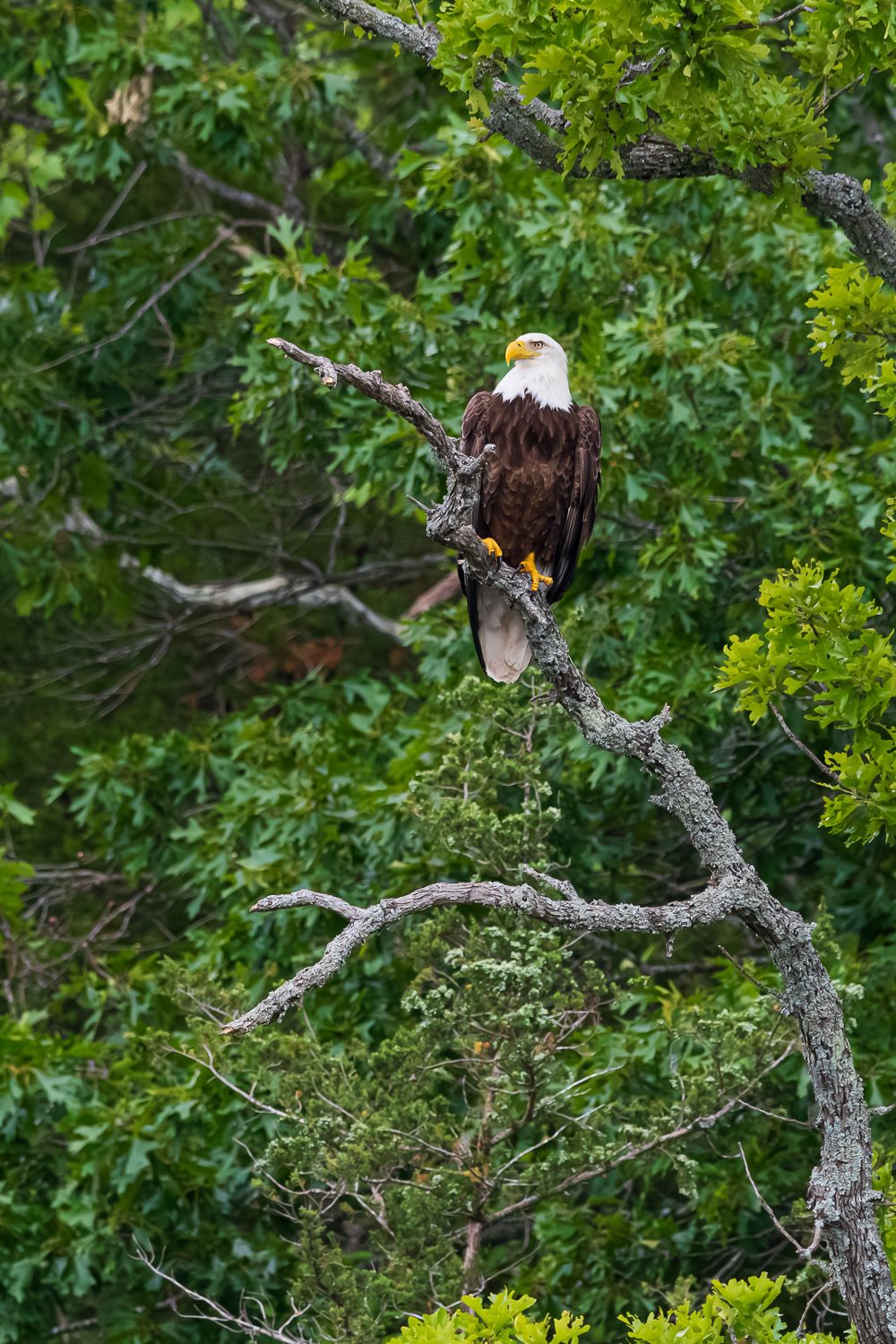 A bald eagle perched on a tree branch surrounded by lush green foliage in summer. Table Rock Lake area