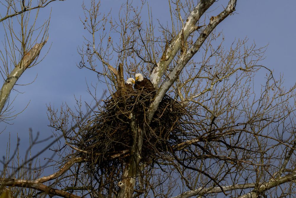 A bald eagle perches in its large nest atop bare winter tree branches against a blue sky. Cooper Creek Branson Missouri