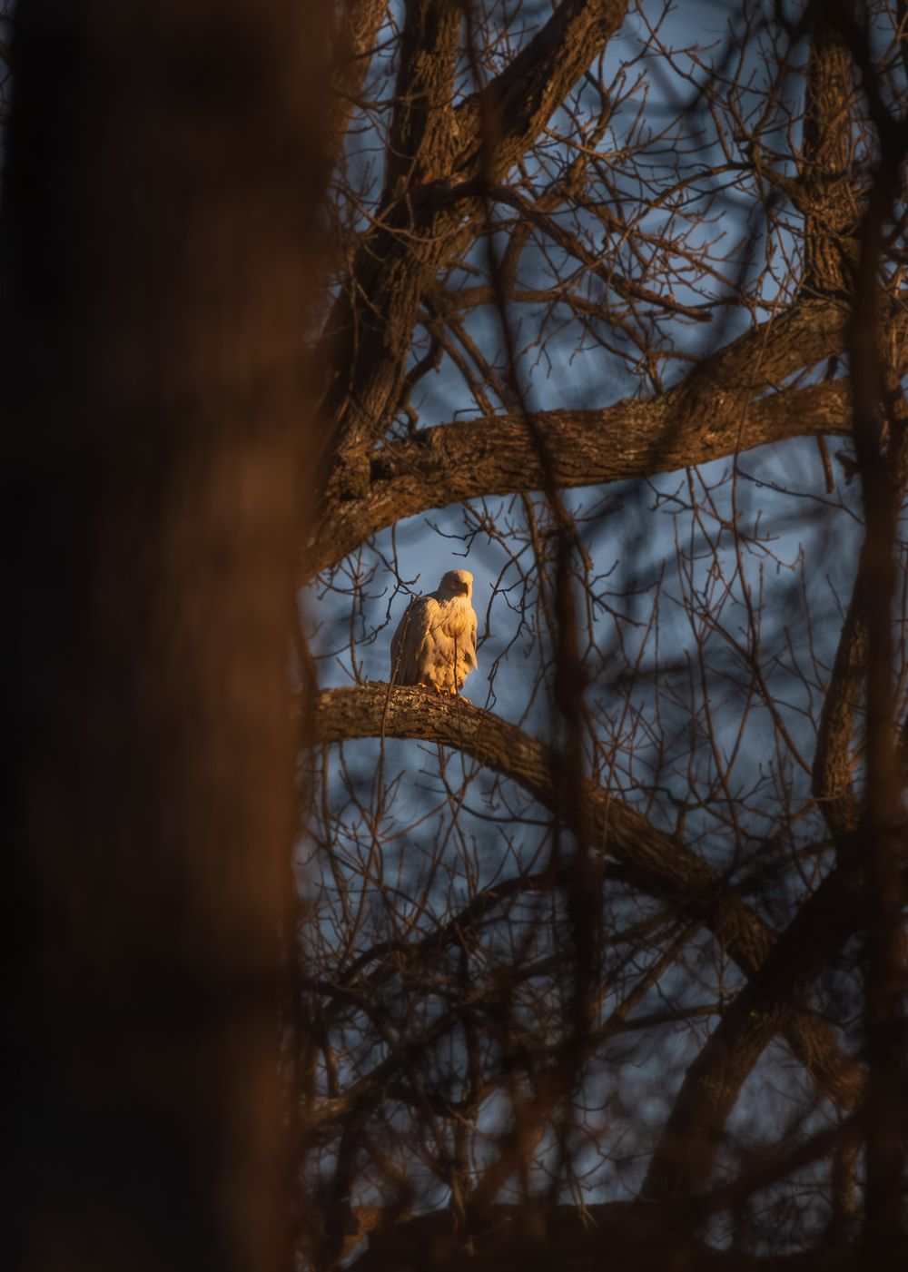 A luecistic bald eagle perches on a bare tree branch bathed in golden light at dusk. Stella, Missouri