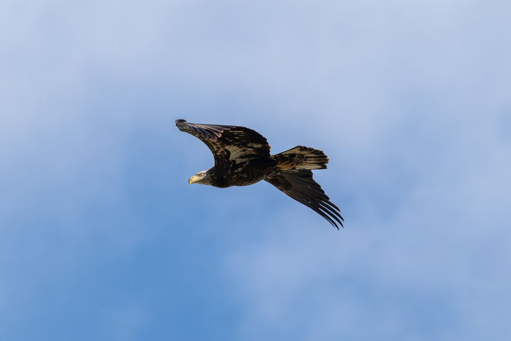 A juvenile bald eagle flies through a partly cloudy blue sky with wings outstretched.