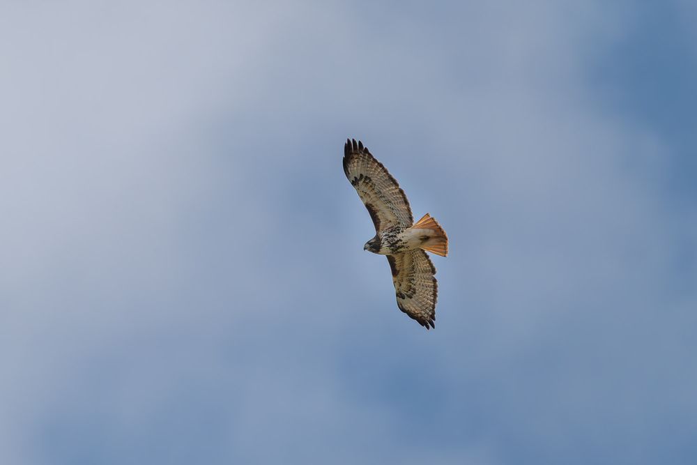 A red-tailed hawk soars through a cloudy sky with wings fully extended in flight.