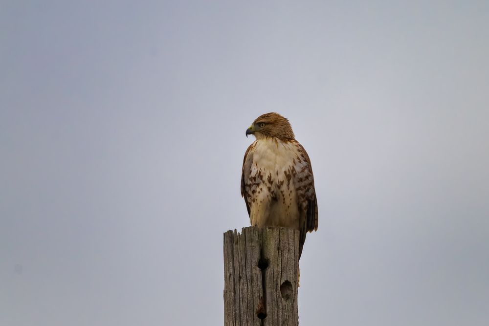 A red-tailed hawk perches on a weathered wooden post against a gray sky.