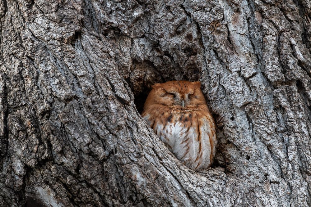 A camouflaged red eastern screech owl sleeps peacefully inside a hollow tree cavity with eyes closed. Jasper Arkansas