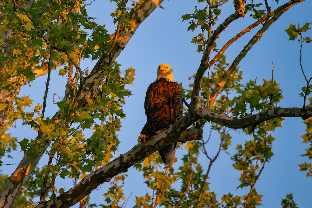A bald eagle perched on a tree branch bathed in warm golden sunset light among autumn leaves. Hulland Park Hollister, Missouri