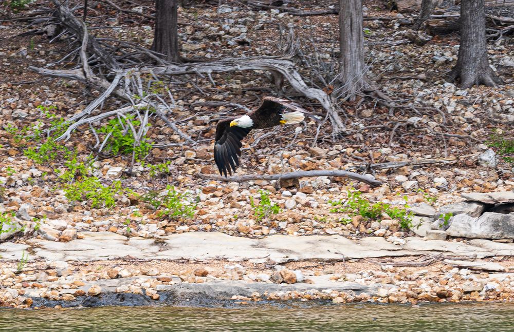 A bald eagle soars low over a rocky shoreline with trees in the background on Table Rock Lake.