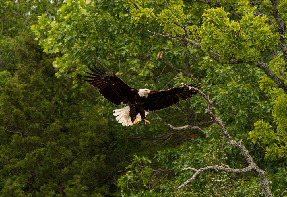 A bald eagle with wings spread wide preparing to land on a branch in a lush green forest.