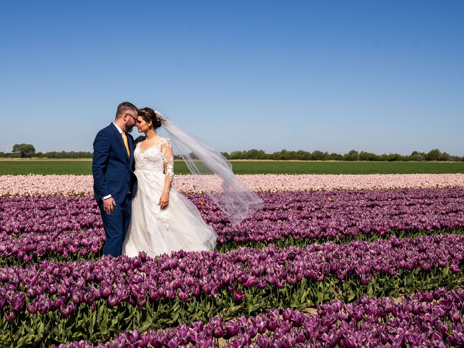 Bride and groom embracing in a vibrant purple tulip field under a clear blue sky in the Netherlands.