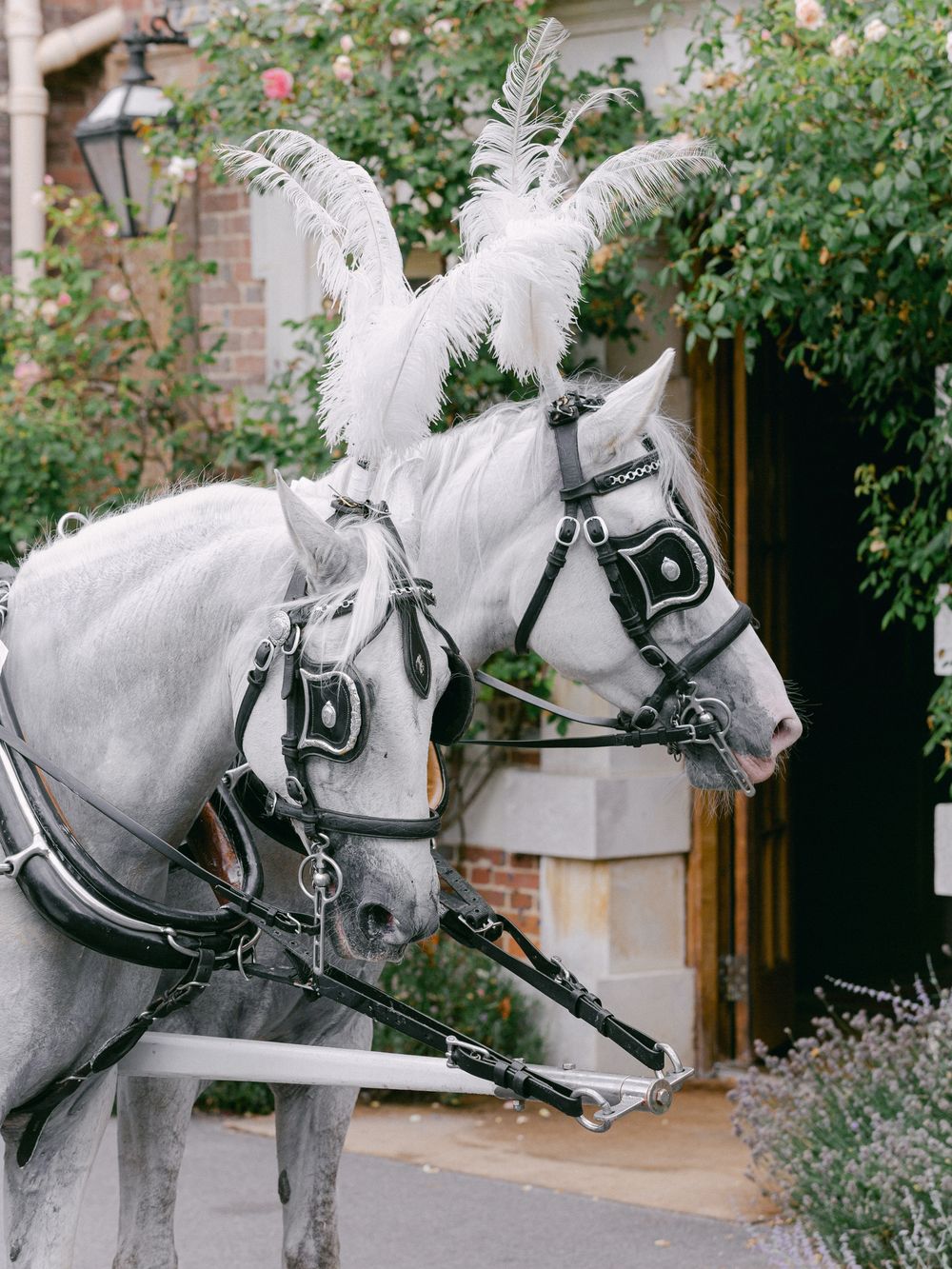 Two majestic white horses with black harnesses stand ready to pull a wedding carriage.