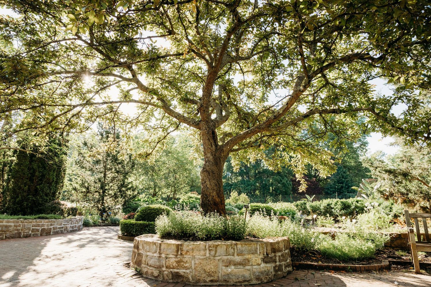 A purple wisteria-covered garden arch stands elegantly among manicured cypress trees on a lush green lawn.