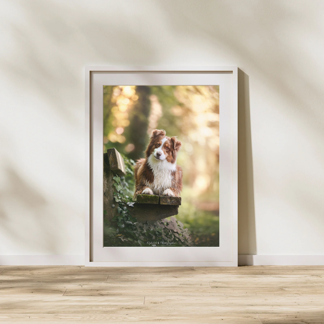 Photo imprimée à la suite d'une séance photo d'un chien aux grottes de la Falouse près de Verdun. Séance photo canin en Meuse