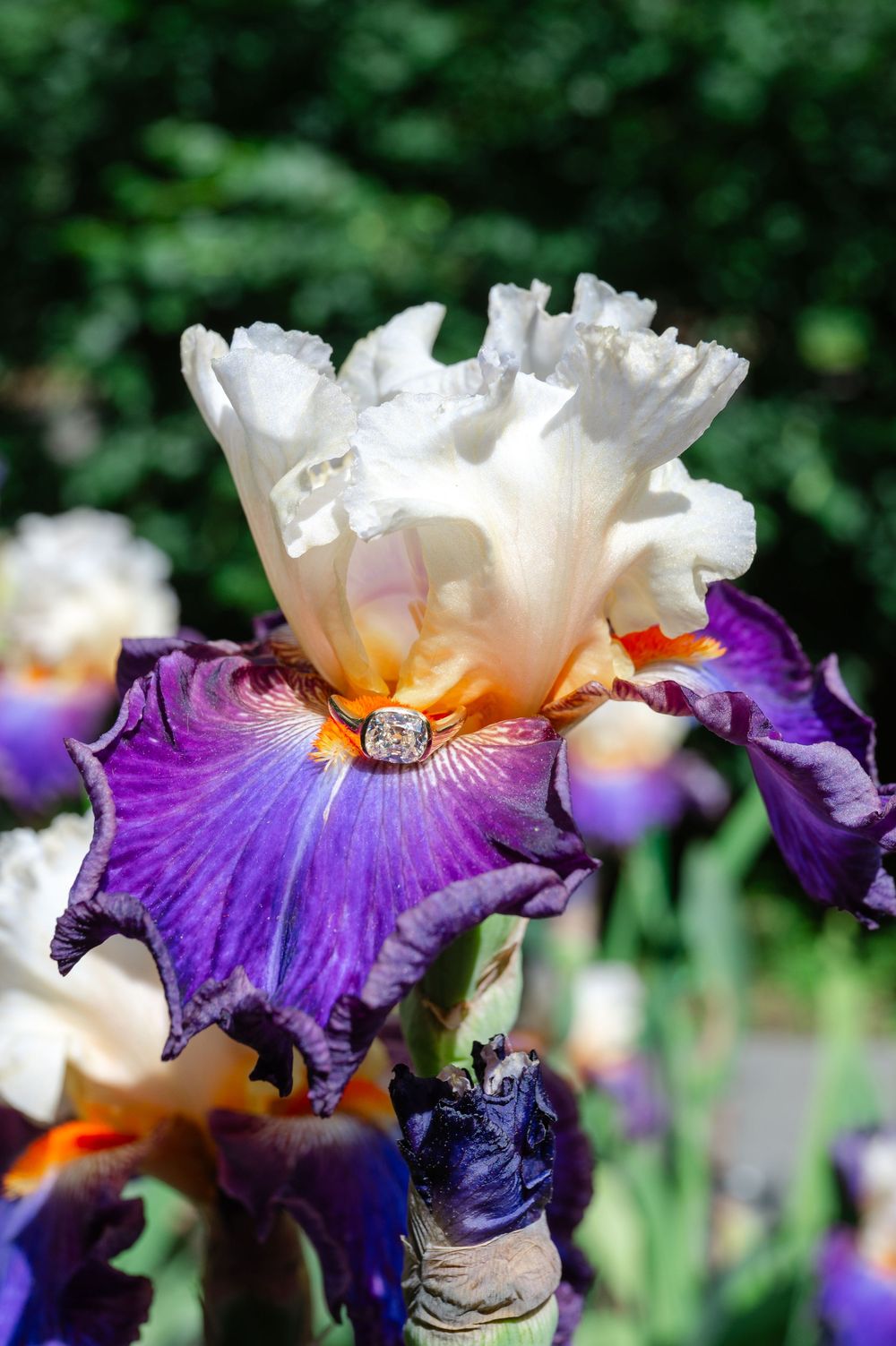 A stunning purple and white iris flower with a diamond engagement ring resting on its petals in a garden.