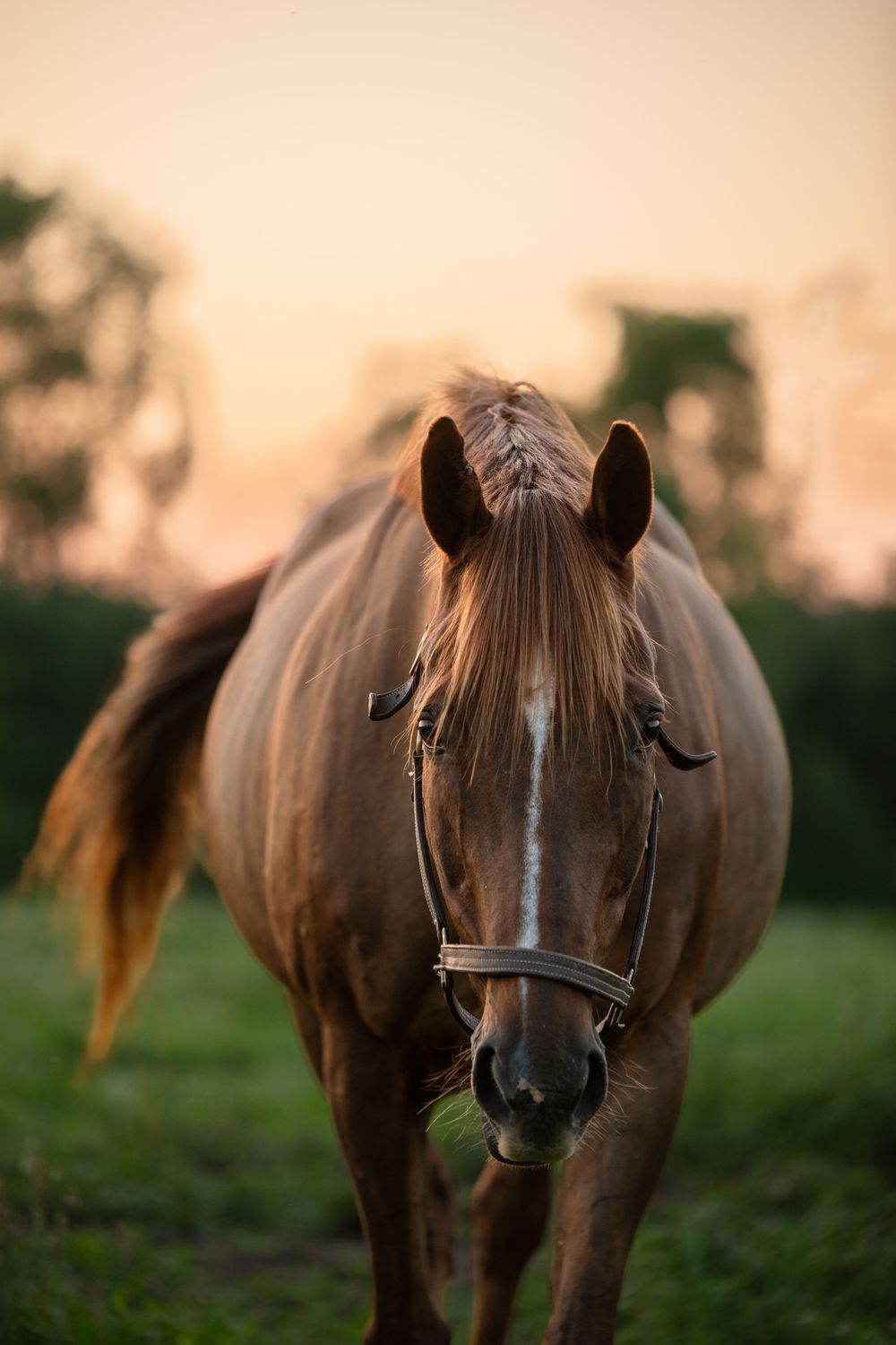 Horses during the sunset. Different angles and poses with the sun in the background.