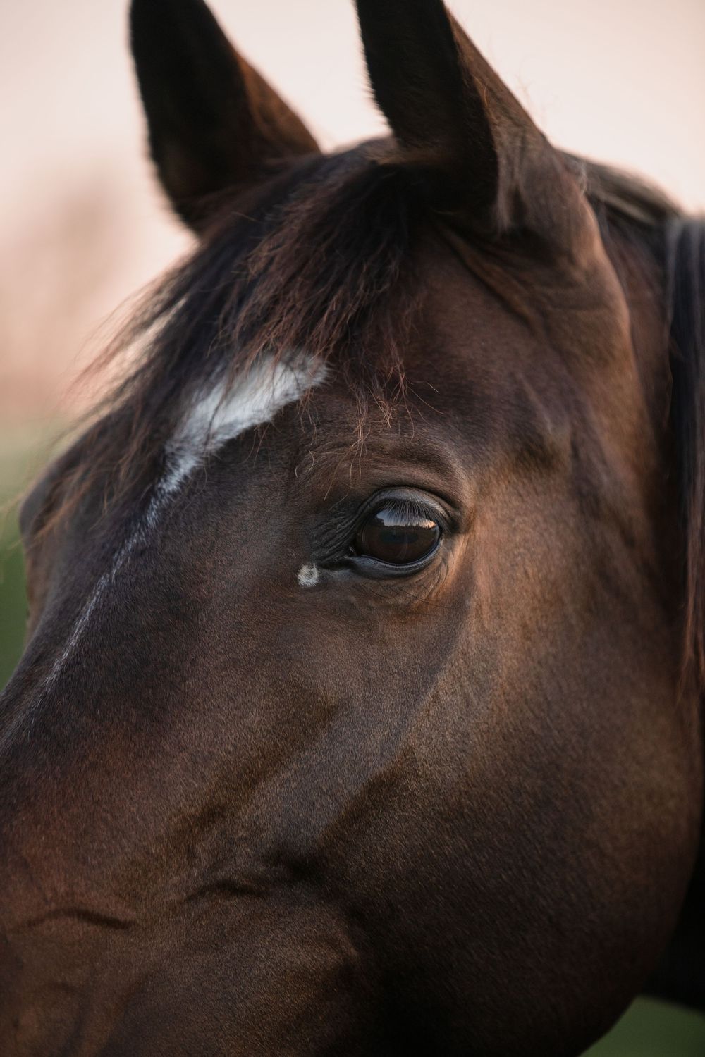 Horses during the sunset. Different angles and poses with the sun in the background.