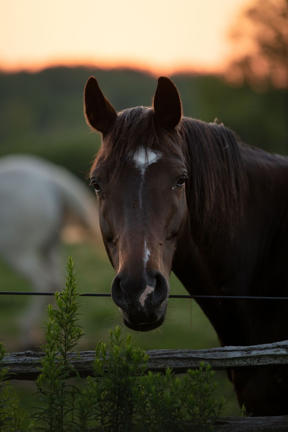 Horses during the sunset. Different angles and poses with the sun in the background.