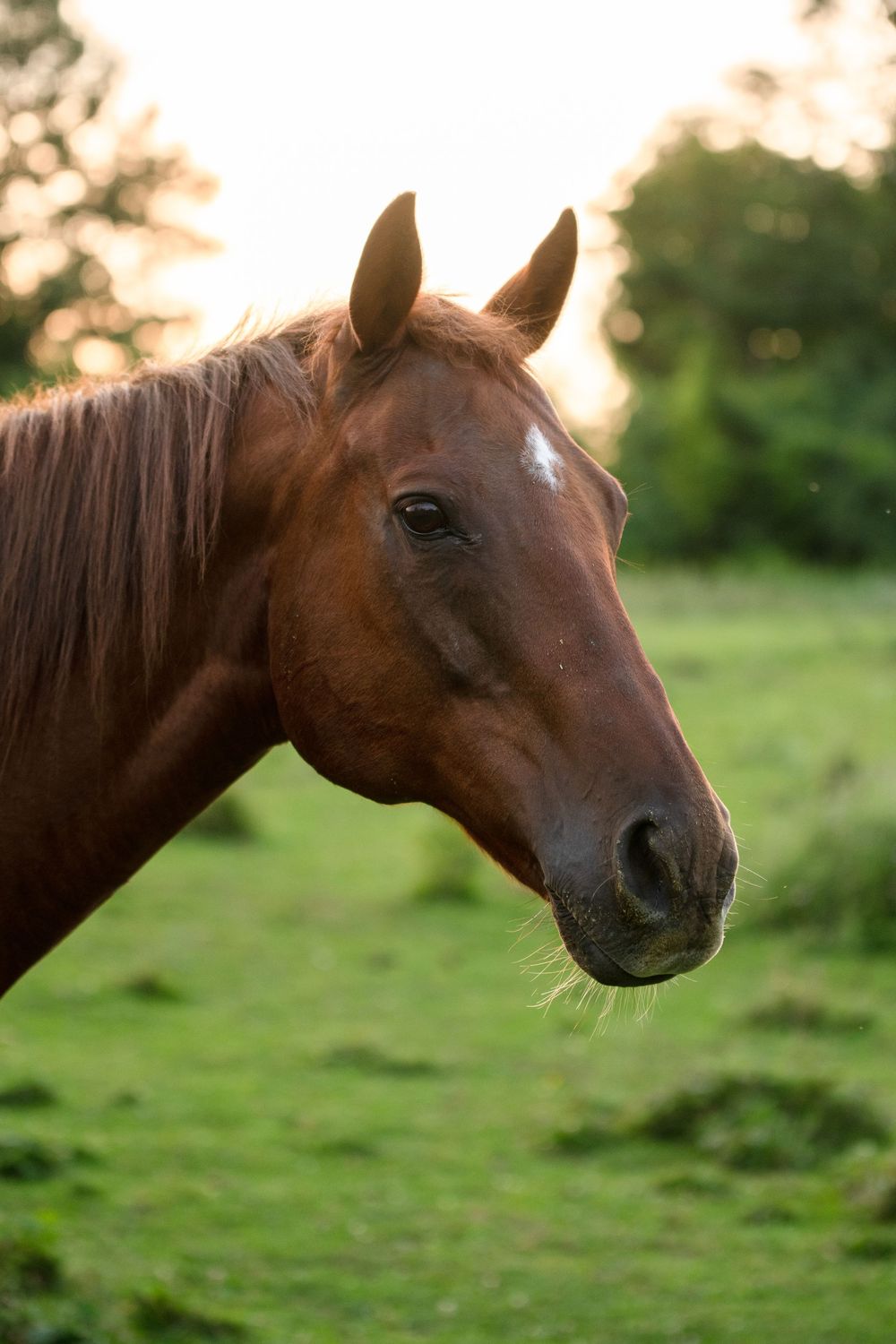 Horses during the sunset. Different angles and poses with the sun in the background.
