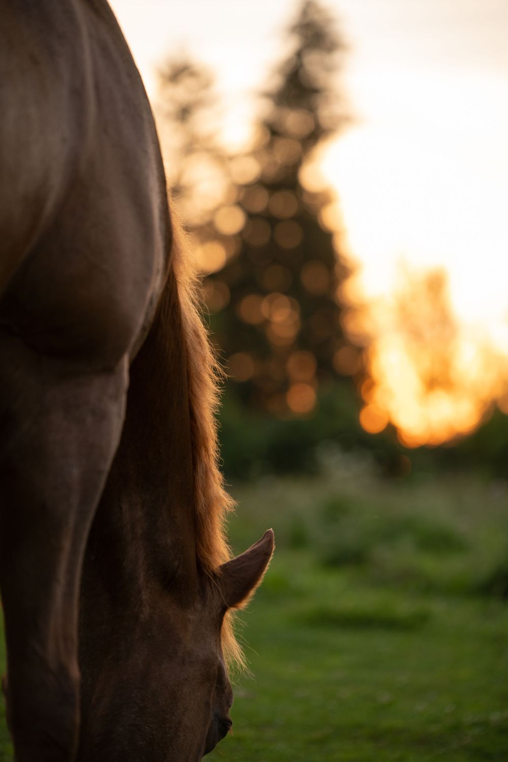 Horses during the sunset. Different angles and poses with the sun in the background.